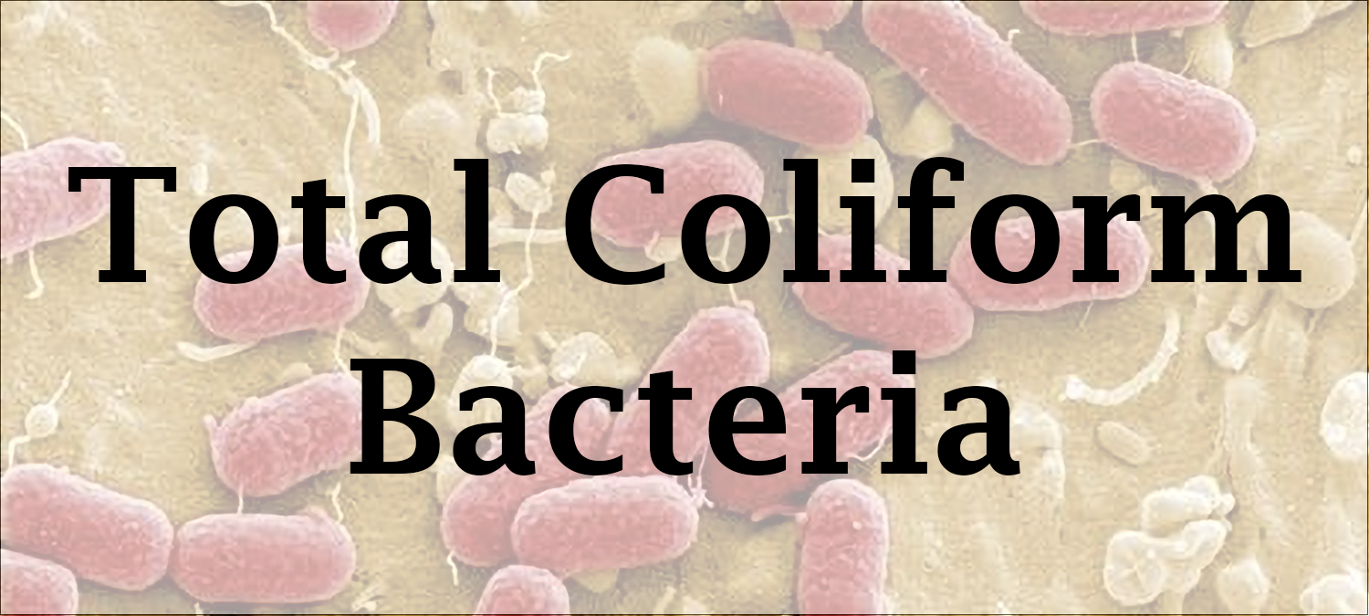 Bacteria Factsheet